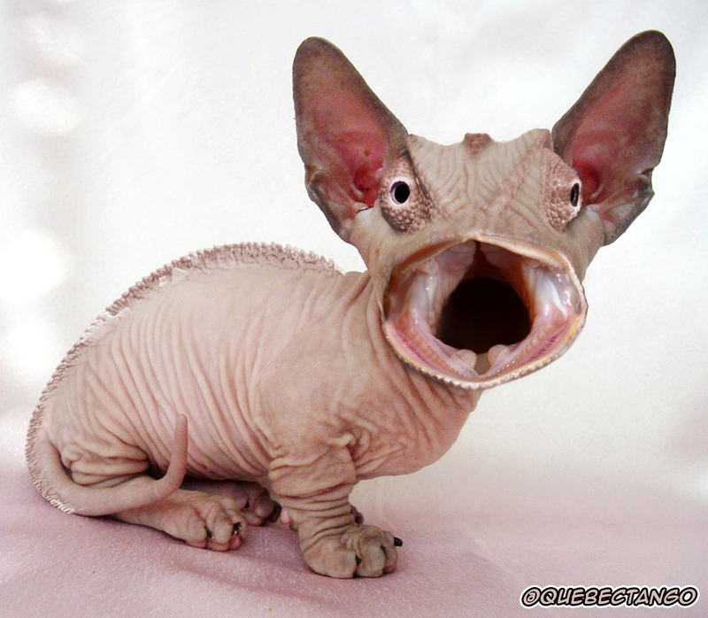 Illustration for article titled Yikes, these animal hybrids are so hilariously terrifying